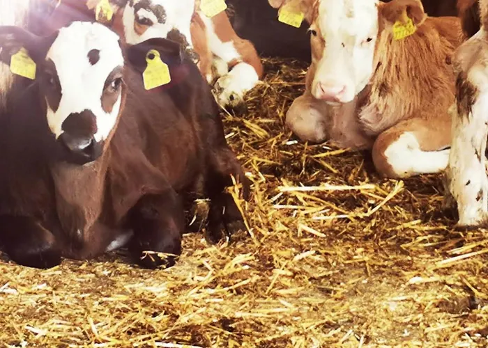 Appartamento Abenteuerhof *