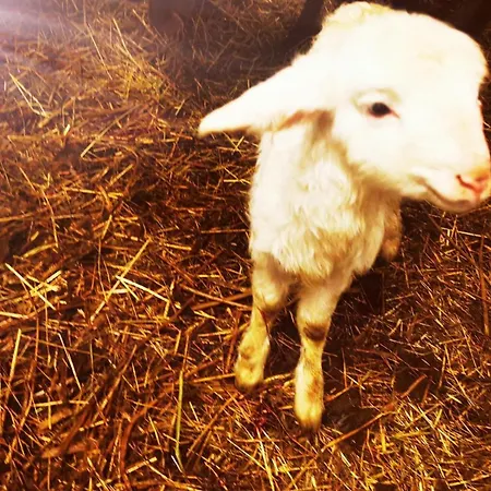 Abenteuerhof Apartman *