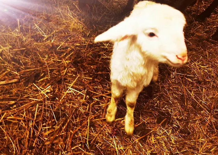 Abenteuerhof 公寓 *