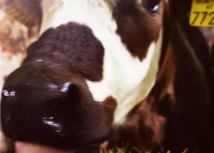 Abenteuerhof 公寓 *